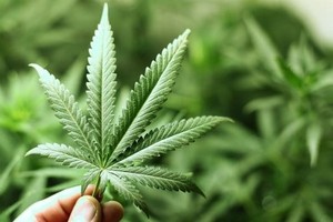 В Хакасии дачники собирают запретный урожай