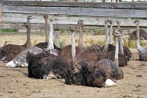 В Хакасии появились страусы. Скоро появится и мясо