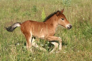 В абаканской полиции родился жеребенок