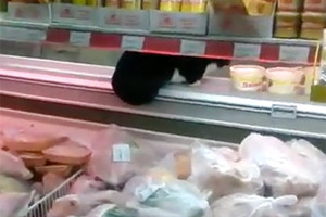 Два кота упали в рыбный отдел супермаркета