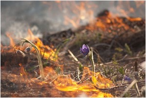 В Хакасии дачников предупредили об ответственности за сжигание травы