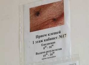 Активность клещей в Саяногорске растет