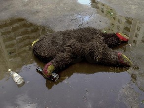 Рабочий из Прикамья погиб в навозной жиже