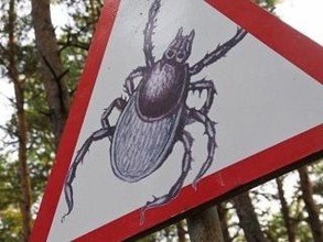 В Хакасии растет число заболевших энцефалитом