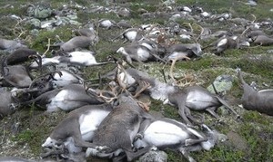 В Норвегии от удара одной молнии погибли 323 оленя