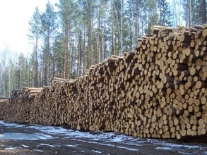 В Таштыпском районе развивается лесная промышленность