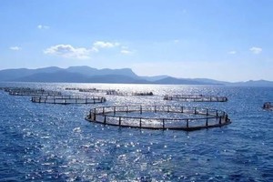 В Хакасии скоро определятся победители конкурса на рыбопромысловые участки