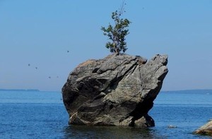 Шаманы прокляли вандалов, срубивших культовую березу на берегу Байкала