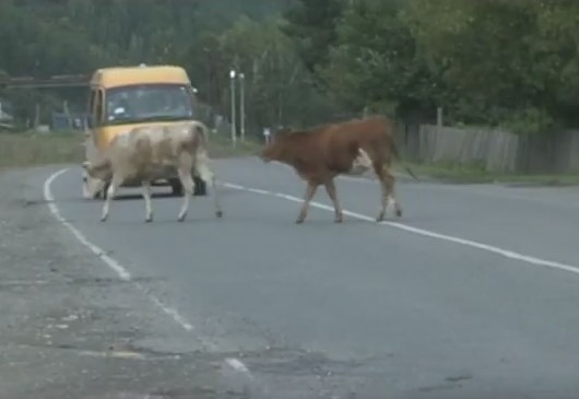 С бродячими коровами в Саяногорске готовы бороться кардинально