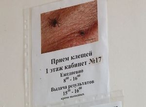 Клещи в Саяногорске набирают активность