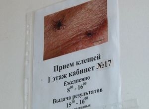 Около тысячи жителей Хакасии уже пострадали от укусов клещей