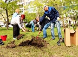 Саяногорцы превращают свой город в город сад!
