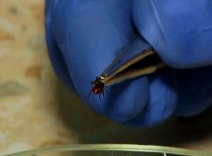 Число нападений клещей в Саяногорске снизилось в 2 раза