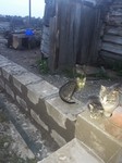 Саяногорск Инфо - Присоединённое изображение