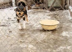 В Саяногорске доброта продолжает спасать мир бездомных животных