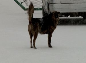 Что делать с бродячими по Саяногорску собаками?