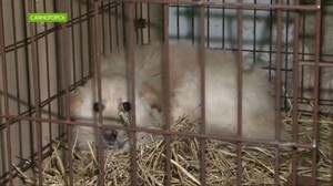 В Саяногорске отловщик держал собак для демонстрации надзорникам