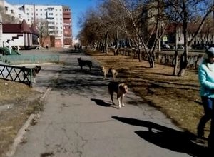 В Саяногорске отлавливать бродячих собак пока не кому