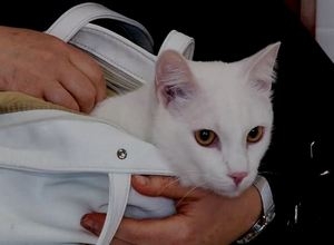 Ветврачи Саяногорска призывают вакцинировать животных от бешенства