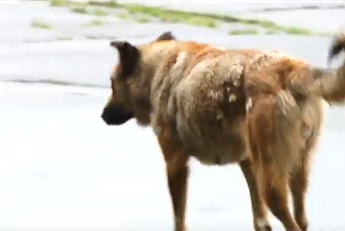 животные саяногорск