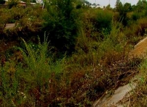 Вред экологии саяногорцы наносят сами