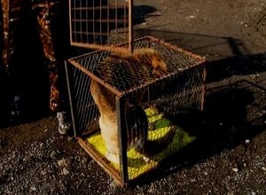 В Саяногорске начали выпускать стерилизованных бродяжек