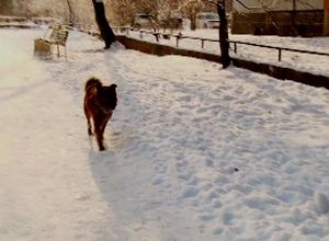 Вопросами бродячих собак в Саяногорске займется «Кот и пес»?!