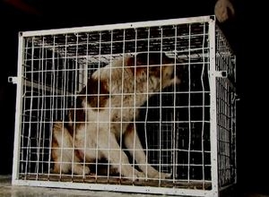 Отловщики бродячих собак в Саяногорске делают упор на школу №6